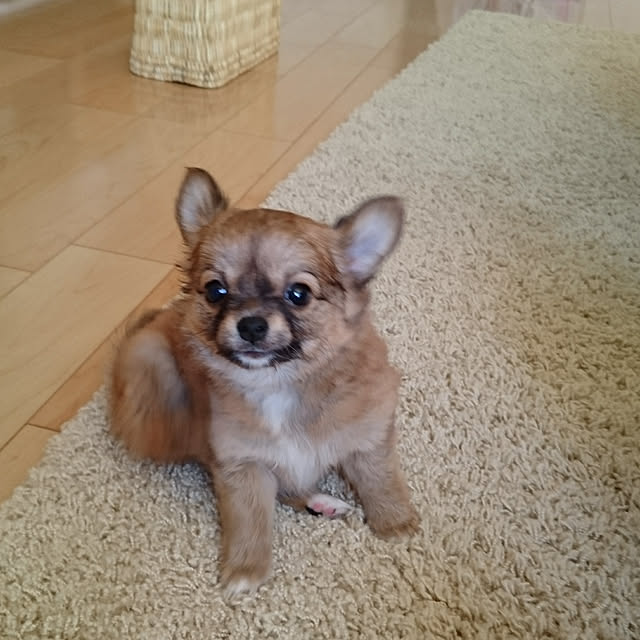 yuzukoさんの実例写真
