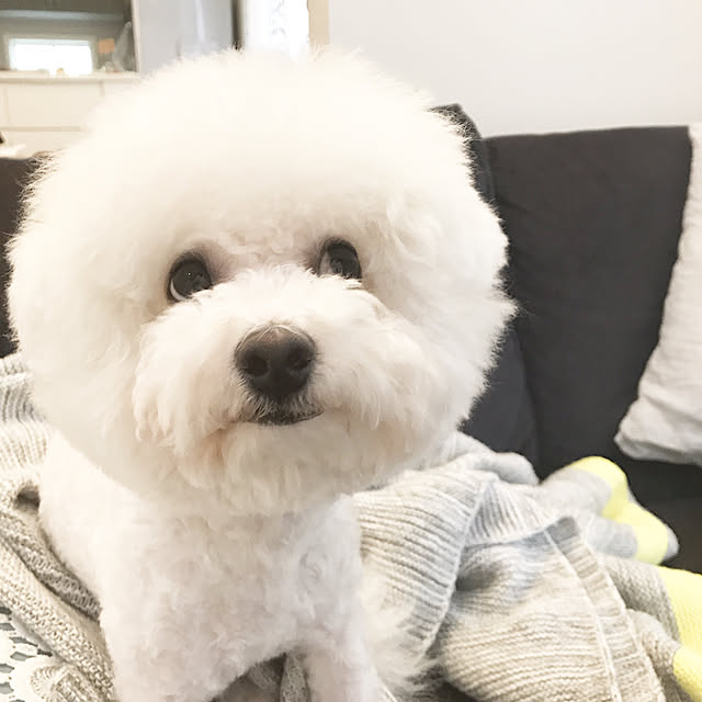 fukoさんの実例写真