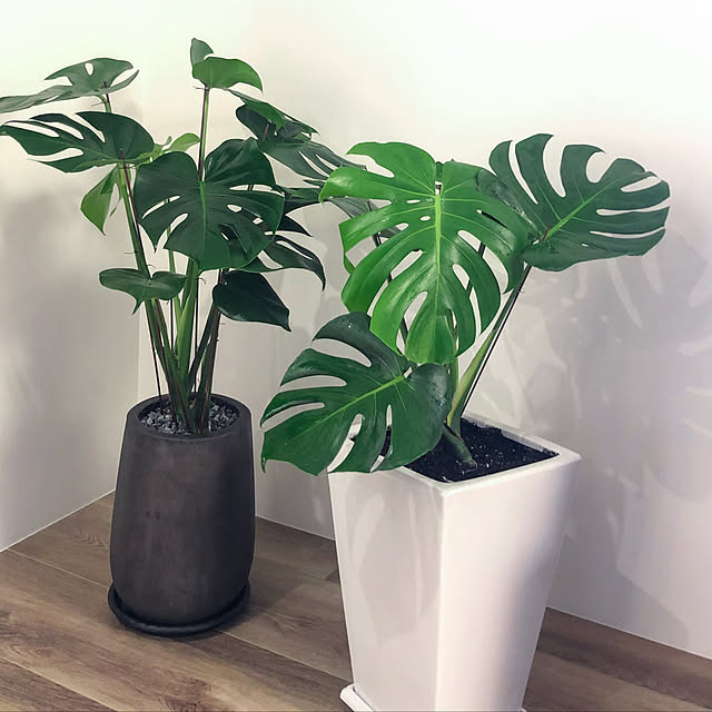 観葉植物/北欧/リビングのインテリア実例 - 2019-04-14 03:09:54