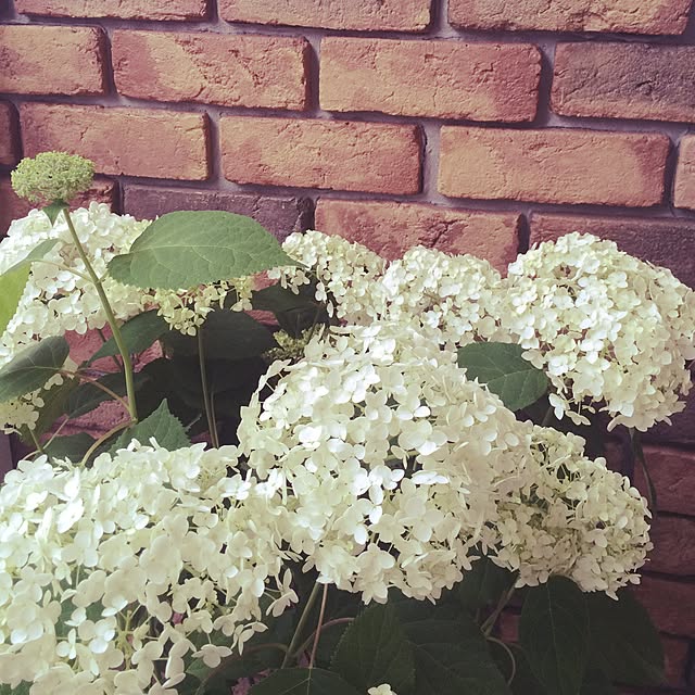 nanaさんの実例写真