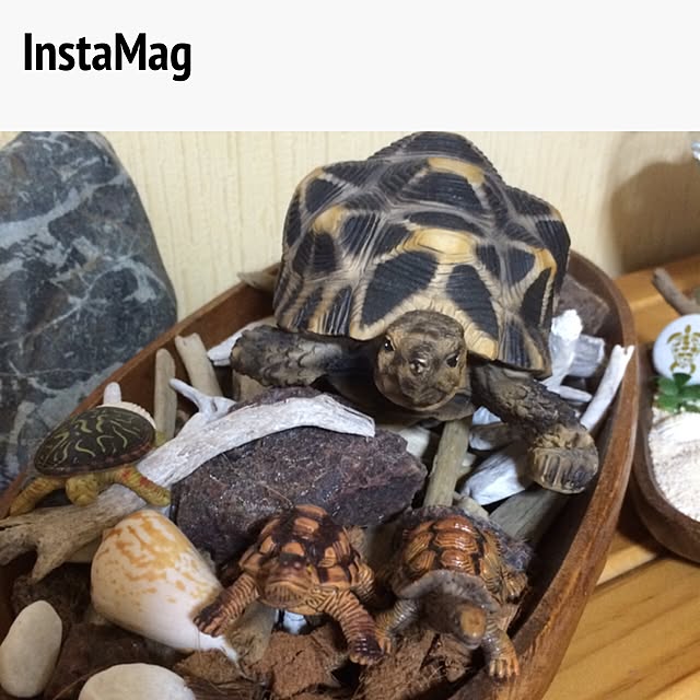 alomanaさんの実例写真