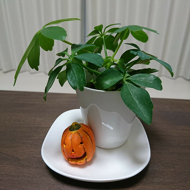 hazymoonさんの実例写真