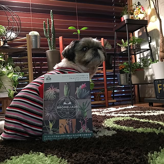 ANNAさんの実例写真