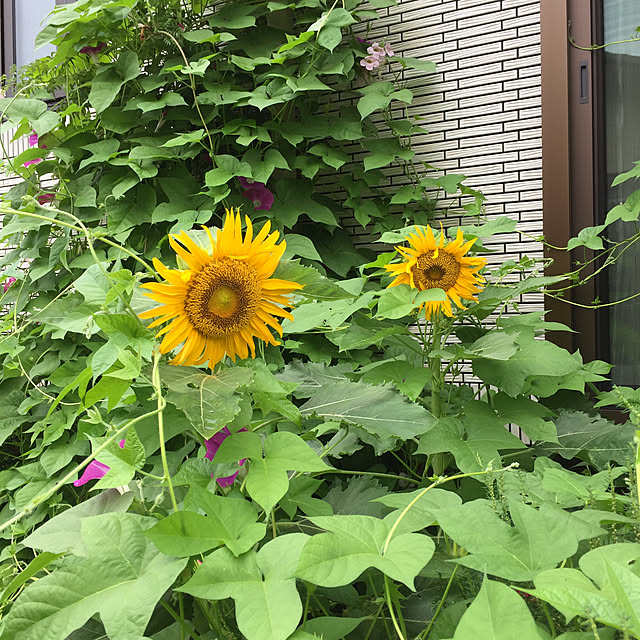 nonさんの実例写真