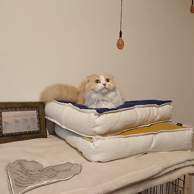 cotoさんの実例写真