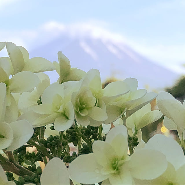 hoshimamaさんの実例写真