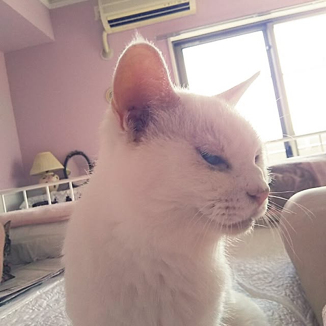 sakuraさんの実例写真