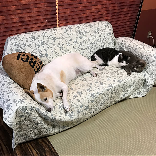 akochanさんの実例写真