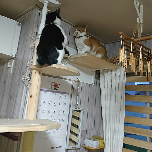 SHIHOさんの実例写真