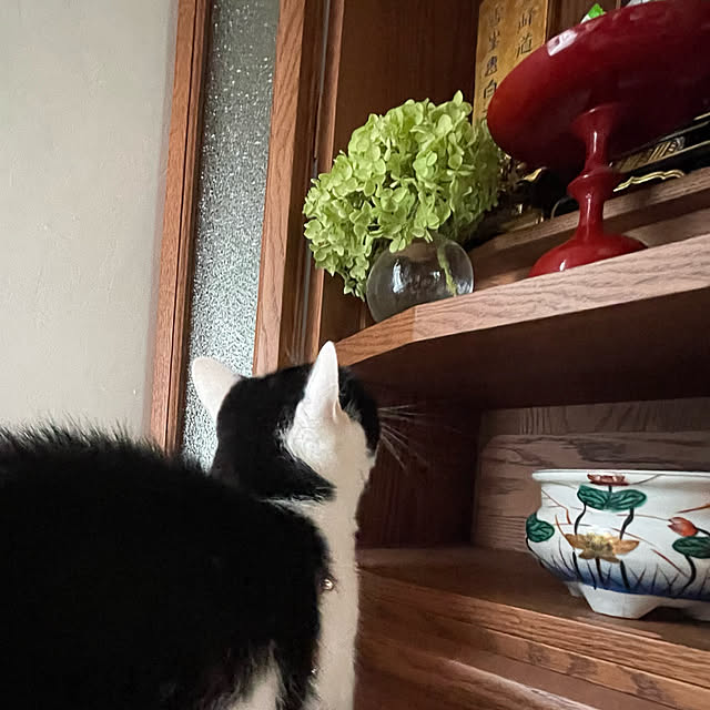 nekosamaさんの実例写真
