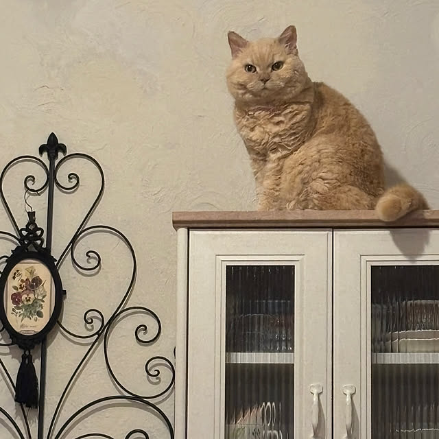 naokoさんの実例写真