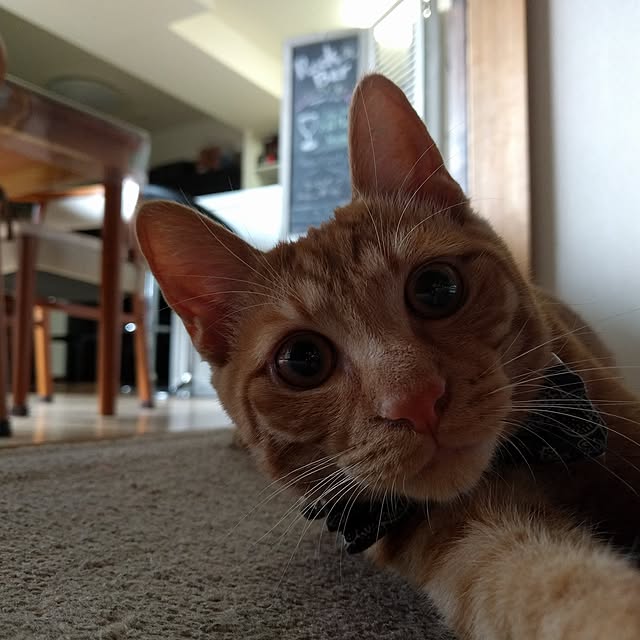 sykesさんの実例写真