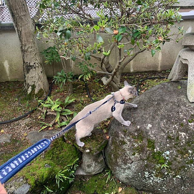 nonさんの実例写真