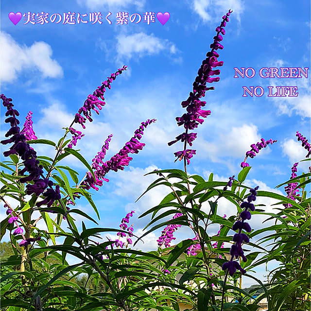 koyuriさんの実例写真
