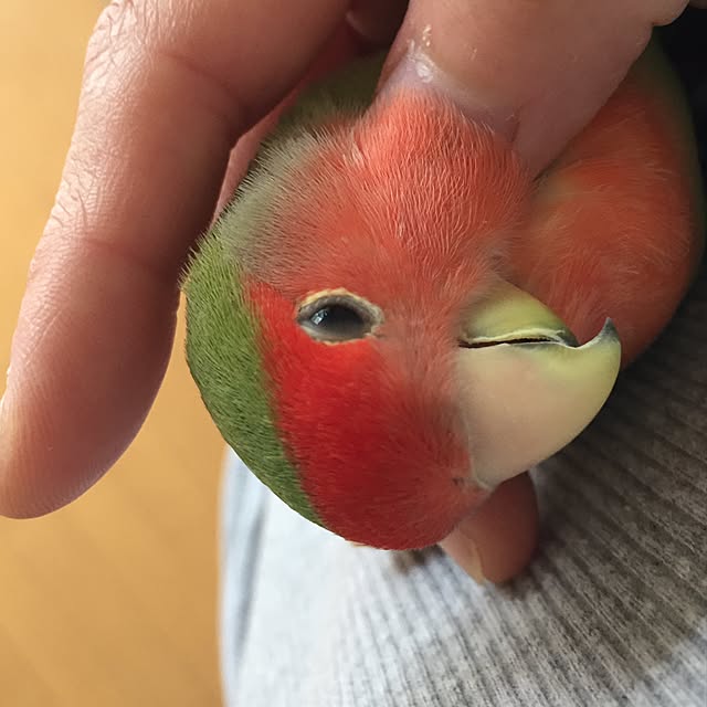 toratanさんの実例写真