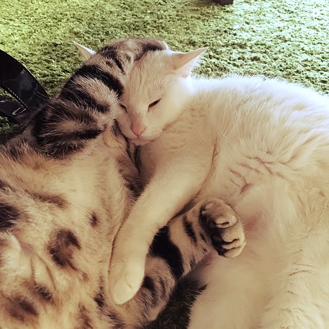 hiro_mashさんの実例写真