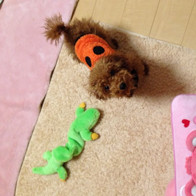 haruさんの実例写真