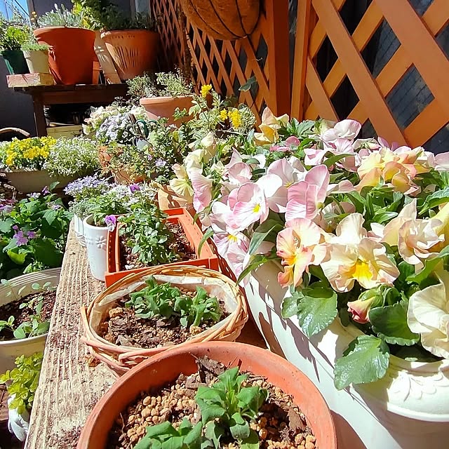 玄関/入り口/おうち時間/観葉植物/観葉植物のある暮らし/花のある暮らし...などのインテリア実例 - 2023-03-20 12:17:41