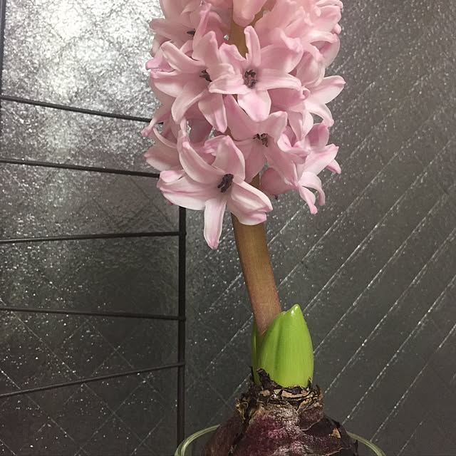 adgjmptwさんの実例写真