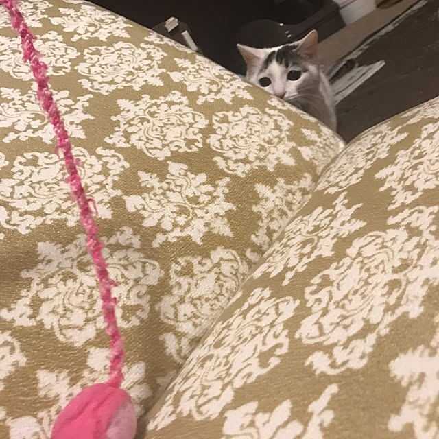 Chiekoさんの実例写真
