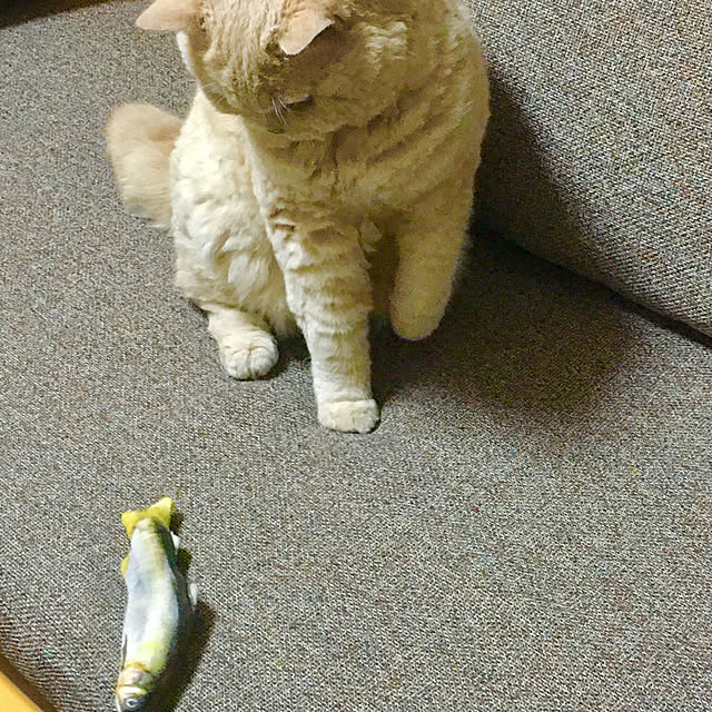 naokoさんの実例写真