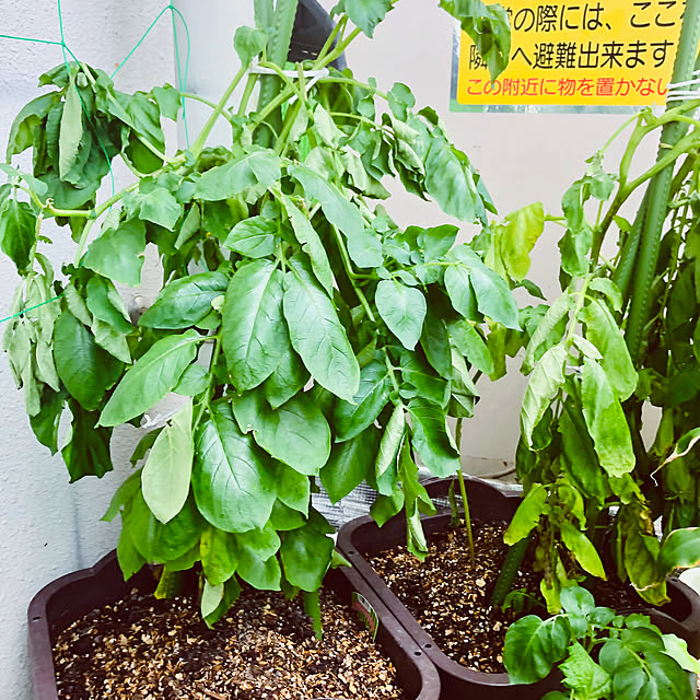 hanachanさんの部屋