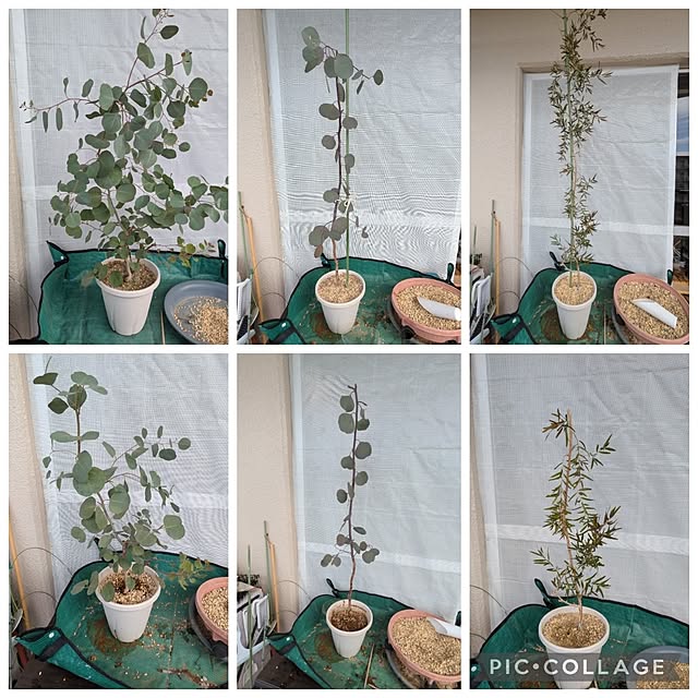 mi-saさんの部屋