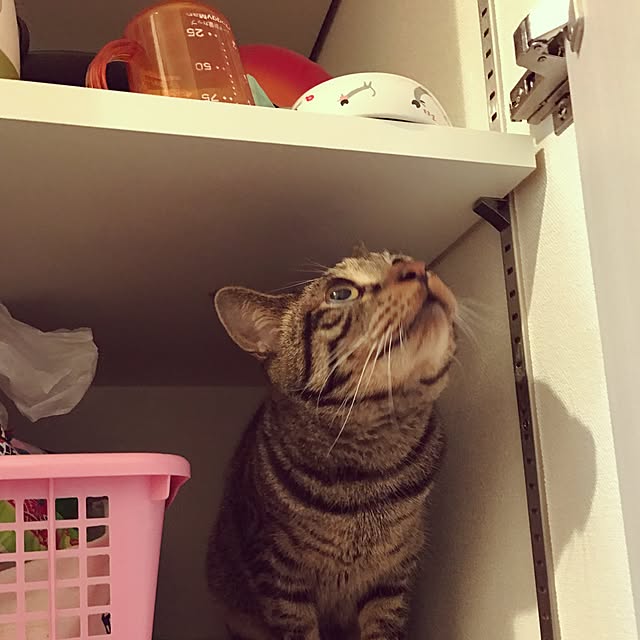 MI-CHAさんの実例写真