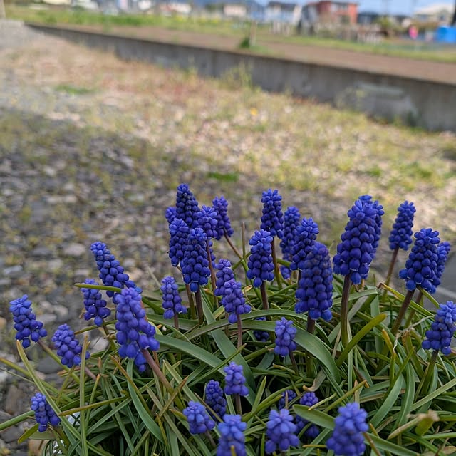 KOHAKUさんの実例写真