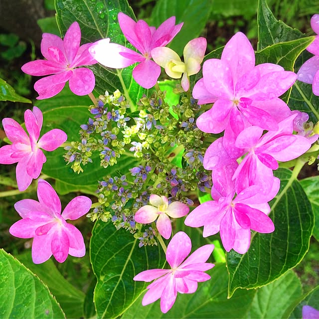 HappyRoseさんの実例写真