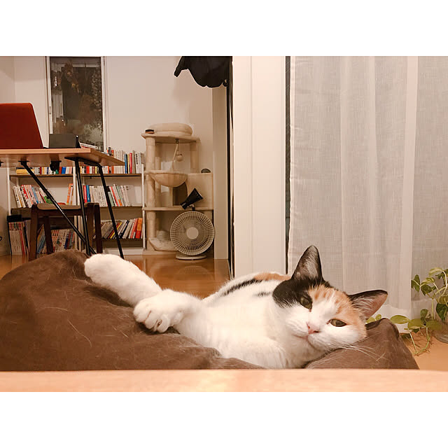 warashibeさんの実例写真