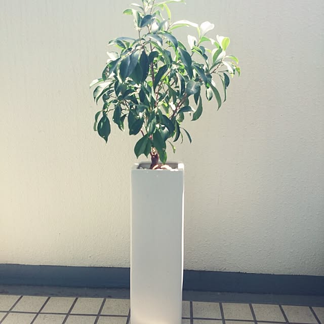 nanakichiさんの実例写真
