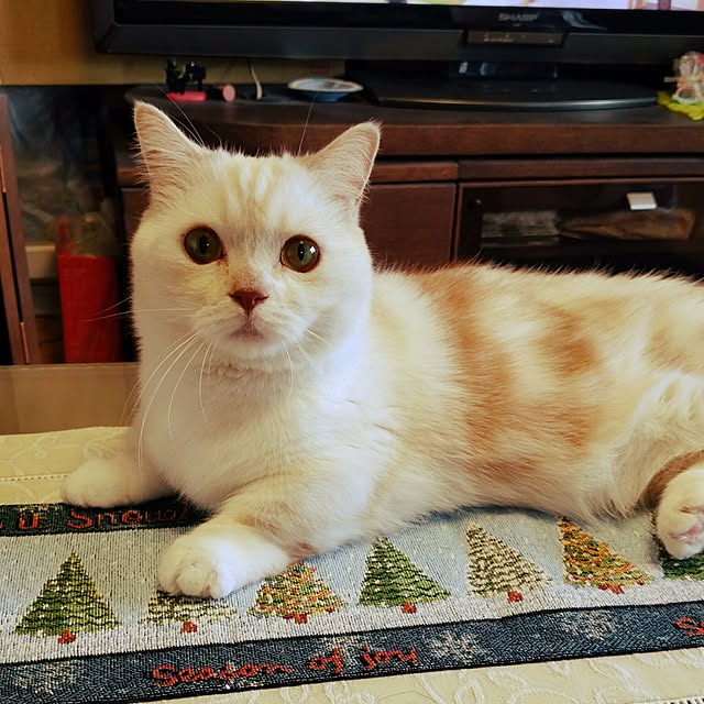 6catsさんの実例写真