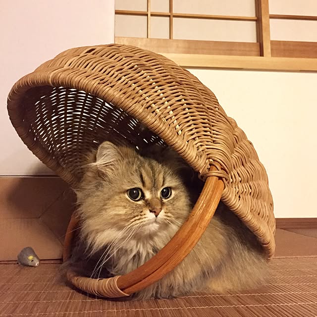 butachanさんの実例写真