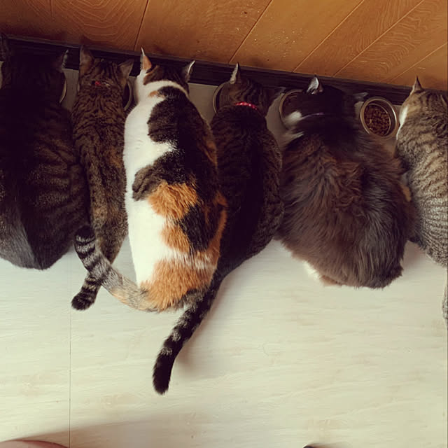 miiiiさんの実例写真