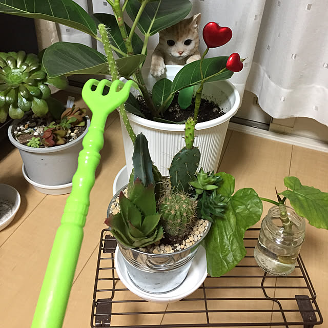 emiさんの実例写真