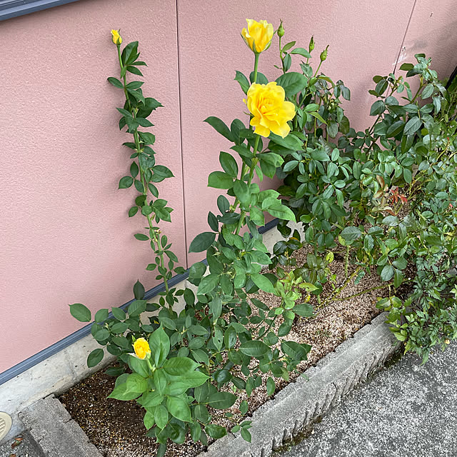 kakoさんの実例写真