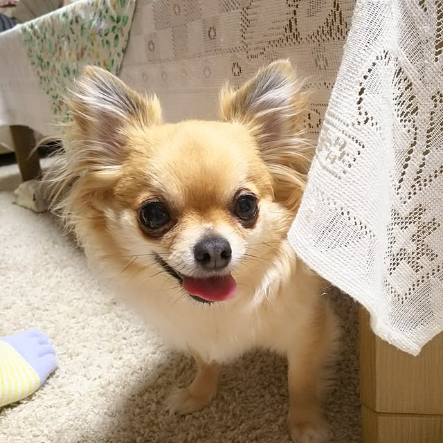 kojikojiさんの実例写真