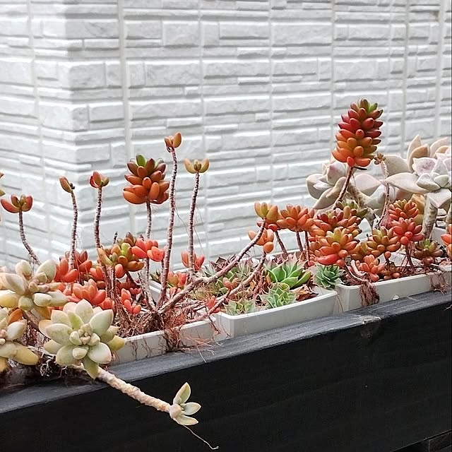 jinさんの実例写真