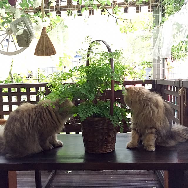 butachanさんの実例写真