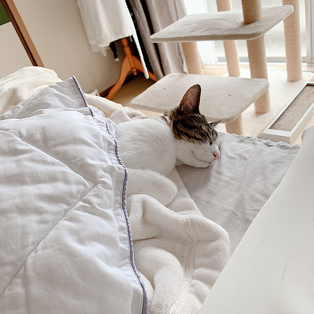 Shihoさんの実例写真