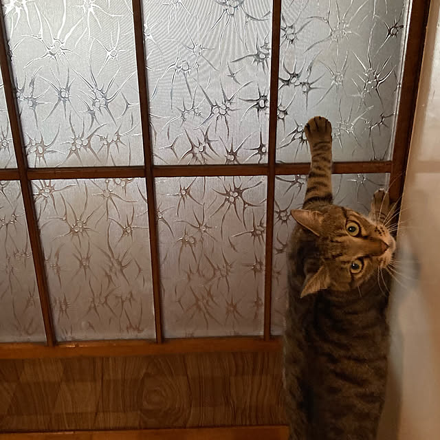 syokoさんの実例写真
