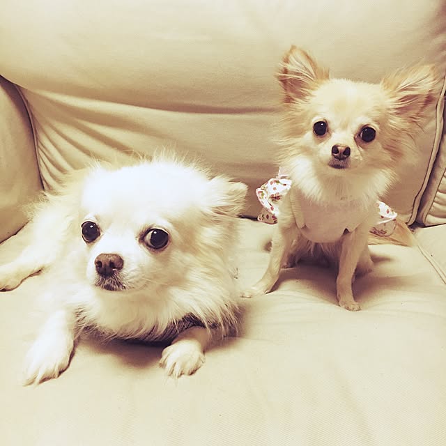 candy_Bonbonさんの実例写真