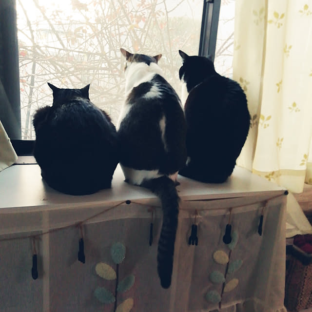 Tomopさんの実例写真