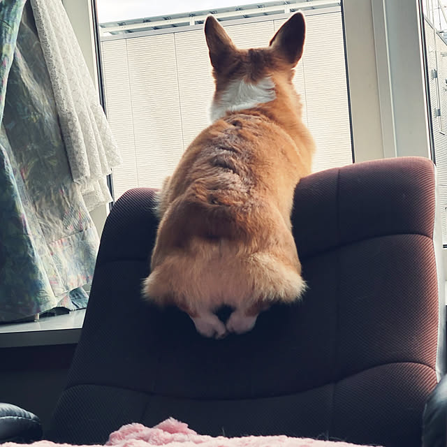 akimameさんの実例写真