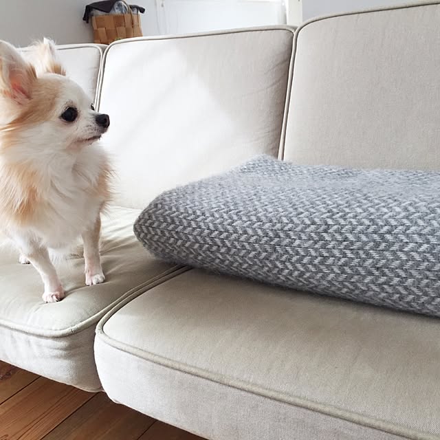 acoさんの実例写真