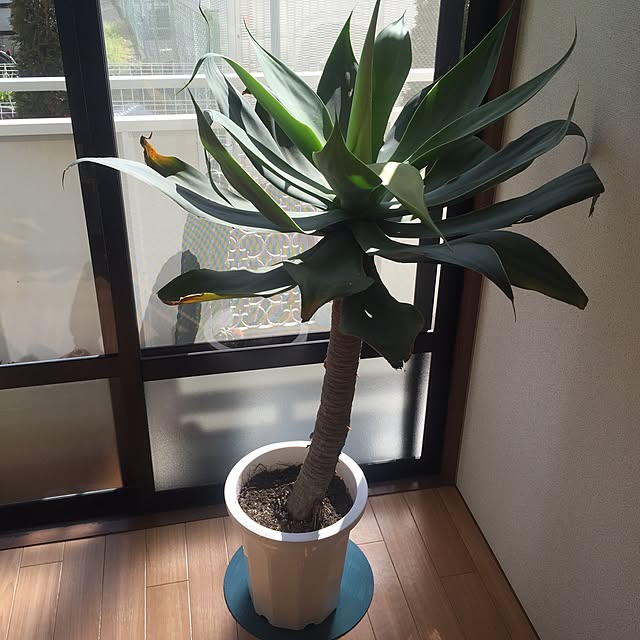 blueprintさんの実例写真