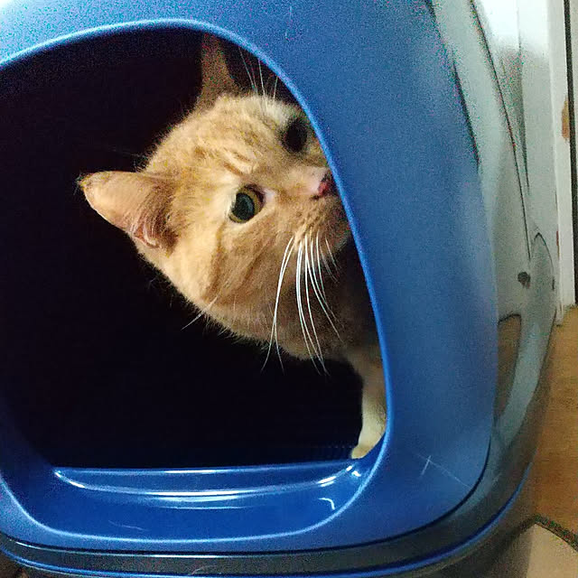 ronさんの実例写真