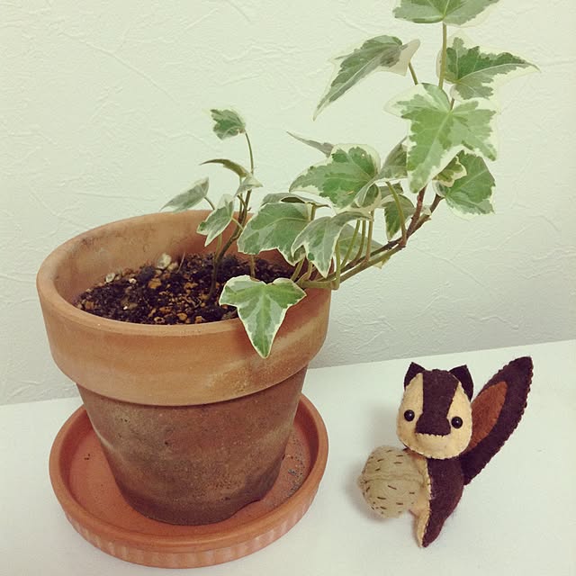 植物/アイビーのインテリア実例 - 2015-11-07 20:14:59