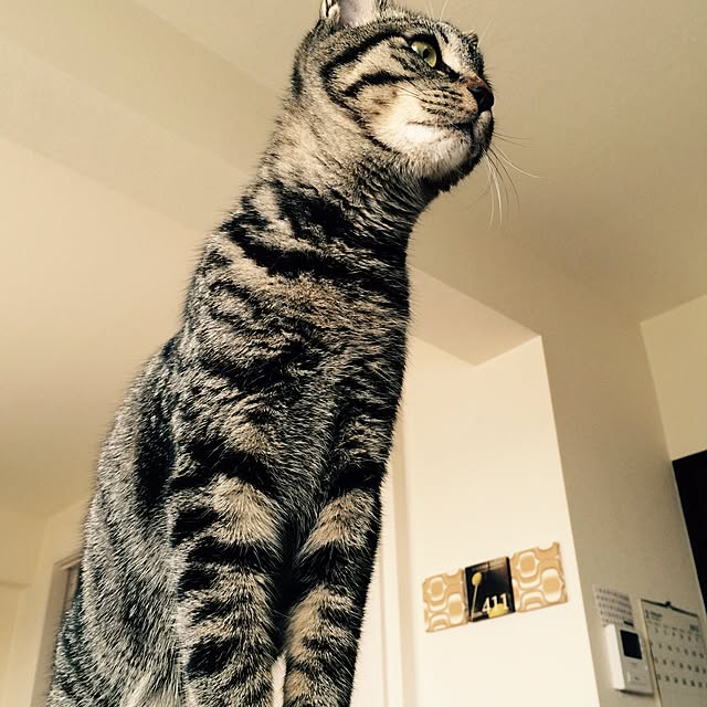 maruさんの実例写真